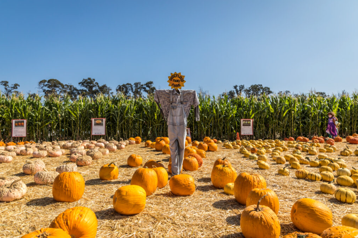 Team Nature Made® Shares Their Favorite Fall Activities