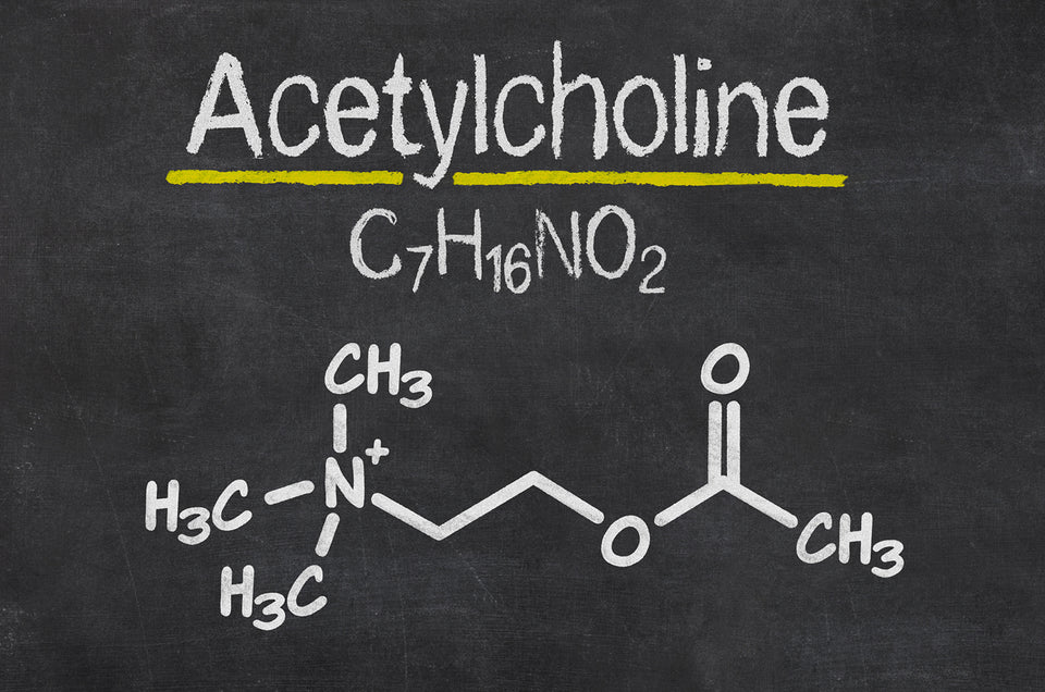 What is Acetylcholine and What Does it Do?