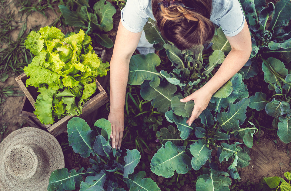 4 Easy Eco-Friendly Diet Changes To Help Your Body And The Planet