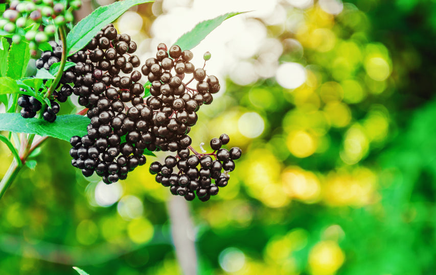 image for article - Elderberry Health Benefits