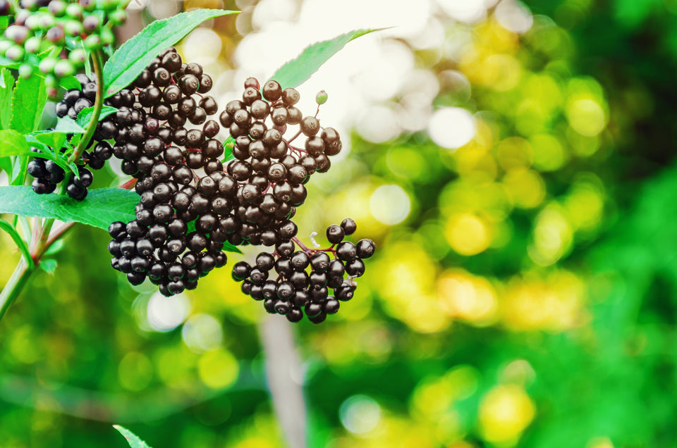 Elderberry Benefits
