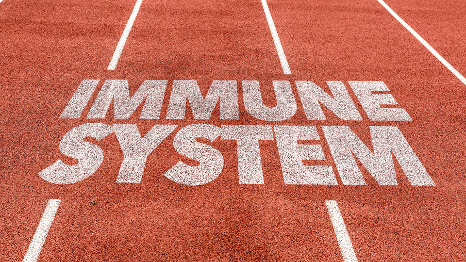 How Does the Immune System Work?: A Guide