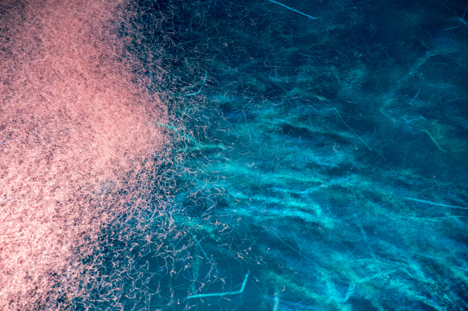 Krill Oil vs. Fish Oil: Similarities & Differences Explained