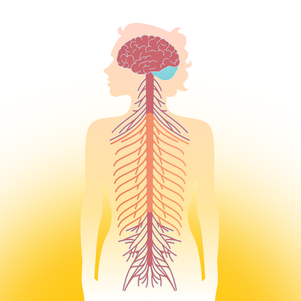 An anatomical illustration showing the brain, spinal cord, and nerves in muted red, pink, orange, and blue tones on a white-to-yellow gradient background.