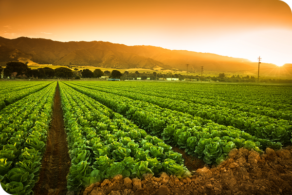 From Soil to Supplement: Understanding Environmental Elements
